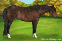 Horse Color:Bay Ice Rabicano 