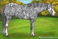 Horse Color:White Spotted Black Splash Appaloosa 