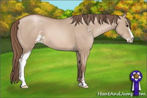Horse Color: Grullo Pearl Sabino 