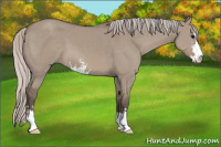 Horse Color:Silver Grullo Sabino 
