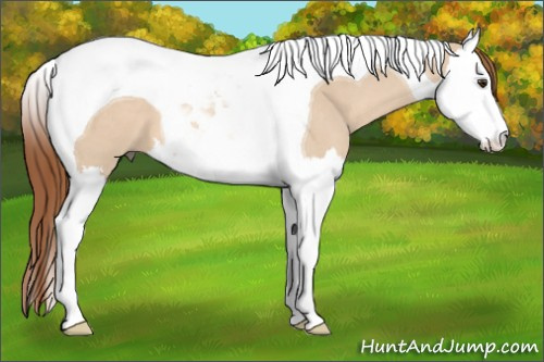 Horse Color: Red Dun Sabino Splash Tobiano 