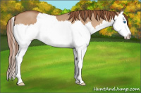 Horse Color:Liver Red Dun Sabino Splash 