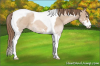 Horse Color:Grullo Pearl Sabino Tobiano 