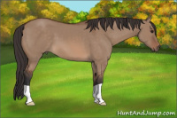 Horse Color:Bay Dun