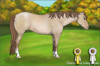Horse Color:Grullo Pearl Sabino 