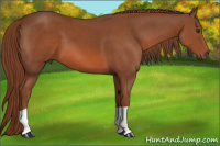 Horse Color:Liver Chestnut 
