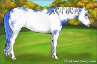 Horse Color:Watercolor White Spotted Brown Splash Frame 
