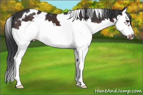 Horse Color: White Spotted Brown Splash Frame 