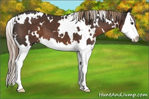 Horse Color: White Spotted Liver Chestnut Splash 