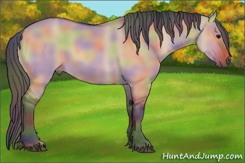 Horse Color: Nacre Bay Dun 