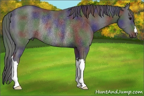 Horse Color: Nacre Black Rabicano 