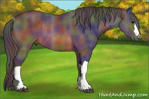 Horse Color: Nacre Brown Rabicano 