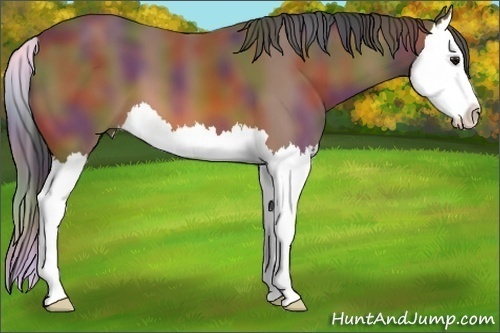 Horse Color: Nacre Bay Splash 
