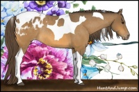Horse Color:Buckskin Tobiano Blanket Rabicano 