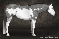 Horse Color:Liver Red Roan Splash Frame