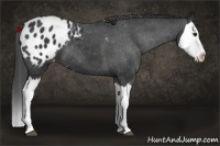 Horse Color:Black Splash Appaloosa 