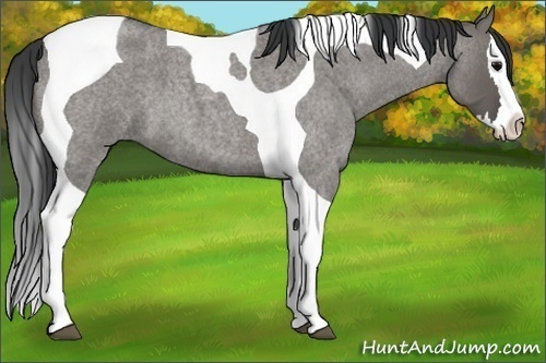 Horse Color: Grullo Roan Splash Tobiano 