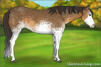 Horse Color:White Spotted Buckskin Splash 