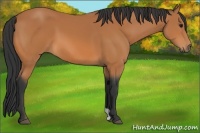 Horse Color:Bay 