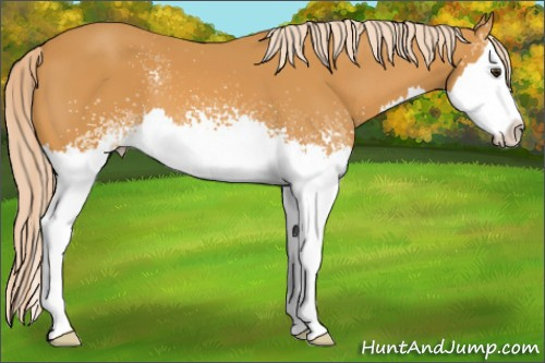 Horse Color: White Spotted Chocolate Palomino Splash 