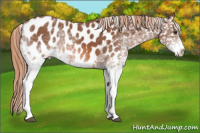 Horse Color:White Spotted Chestnut Appaloosa 