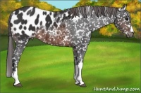Horse Color:Brown Appaloosa 
