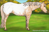 Horse Color:Chocolate Palomino Snowcap 