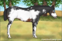 Horse Color:White Spotted Brown Frame 