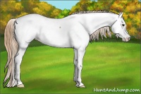 Horse Color:Red Dun Fewspot 