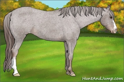 Horse Color: Liver Red Roan Varnish 