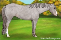 Horse Color:Liver Red Roan Varnish 