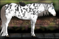 Horse Color:Black Splash Near Leopard 