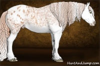 Horse Color:Gold Champagne Splash Appaloosa 