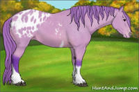 Horse Color:Watercolor Buckskin Tobiano Appaloosa 