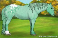 Horse Color:Watercolor Blue Roan Appaloosa 