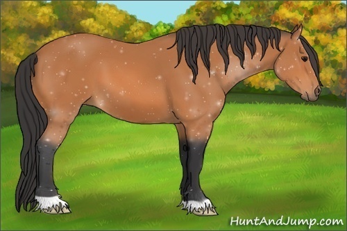Horse Color: Bay 