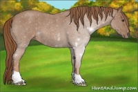 Horse Color:Red Roan