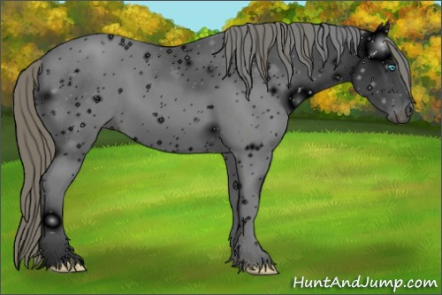 Horse Color: ERROR: UNKNOWN ANOMALY
