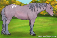 Horse Color:Watercolor Brown Roan Appaloosa 