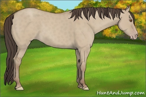 Horse Color:Classic Champagne Dun 