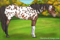 Horse Color:Bay Near Leopard 