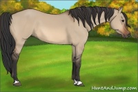 Horse Color:Bay Dun 