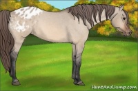 Horse Color:Bay Dun Appaloosa 