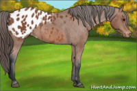 Horse Color:Bay Appaloosa 