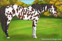 Horse Color:Bay Appaloosa 