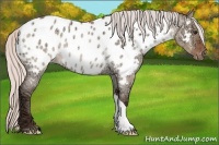 Horse Color:Silver Brown Ice Roan Dun Near Leopard Rabicano 