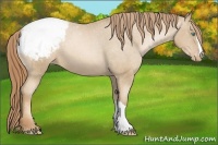 Horse Color:Buckskin Pearl Snowcap 