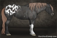 Horse Color:Liver Chestnut Appaloosa 