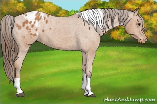 Horse Color:Bay Tobiano Blanket 