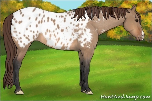 Horse Color: Bay Dun Blanket 